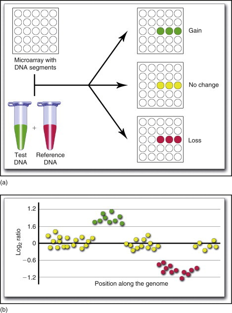  A schematic of an aCGH assay where a test genome, the log2 of the fluorescence ratios for each DNA segment on the array
