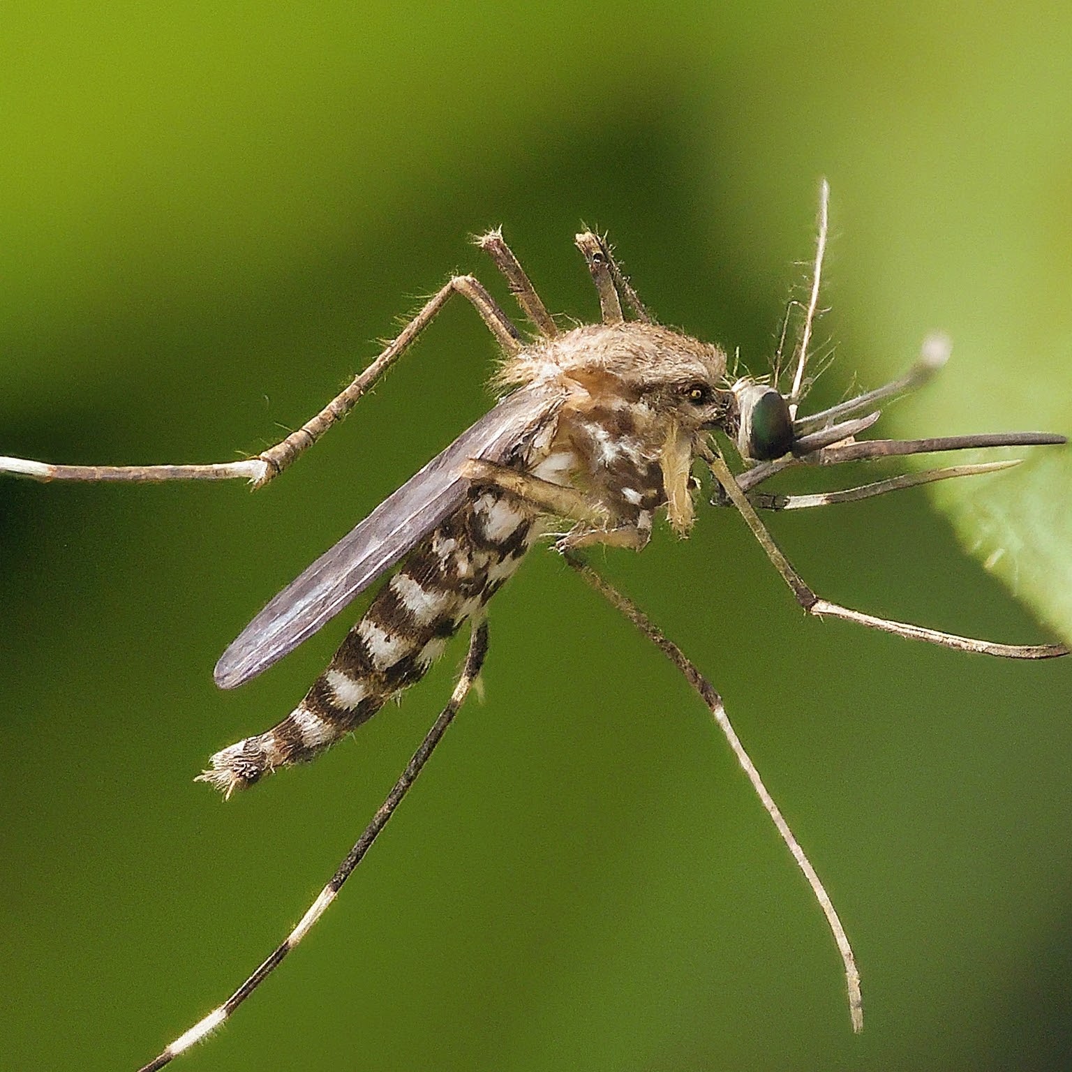 Anopheles Mosquito Identification