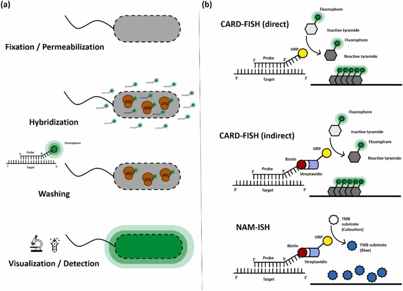 molecular-based techniques, nucleic acid,Fluorescence in situ hybridization,