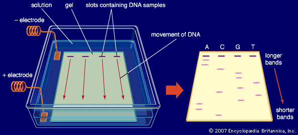 Gel Electrophoresis,detection and purification,DNA, RNA, or protein ,