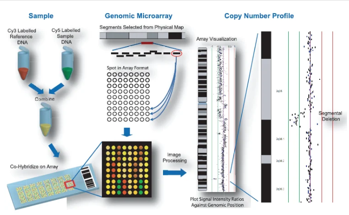 Generation of array comparative genomic hybridization profiles