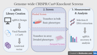 Genome-wide CRISPR/Cas9 Knockout Screens,sgRNA Library Creation,Screen, Measurement & Analysis