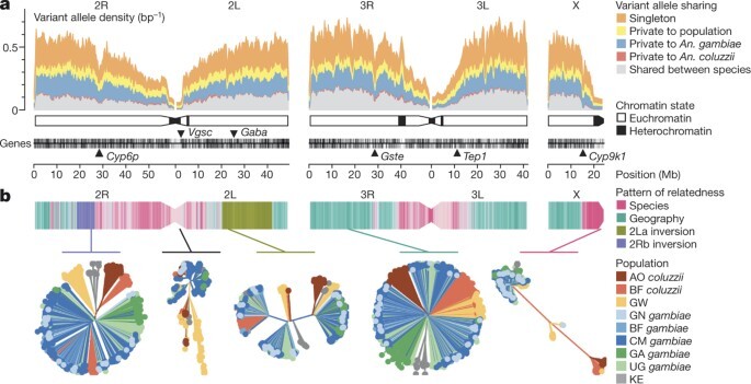 Genetic diversity of the African malaria vector Anopheles gambiae
