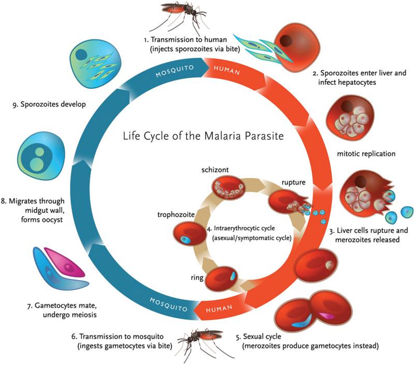 Anopheles mosquitoes, vectors,lifecycle, human hosts