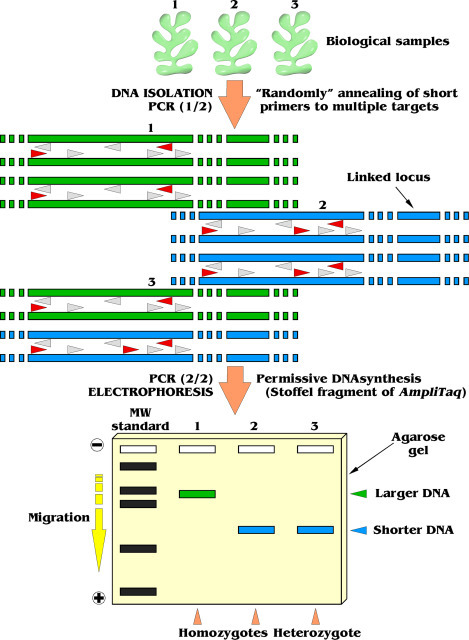Principle of RAPD,revolutionary genotyping ,PCR,optimization