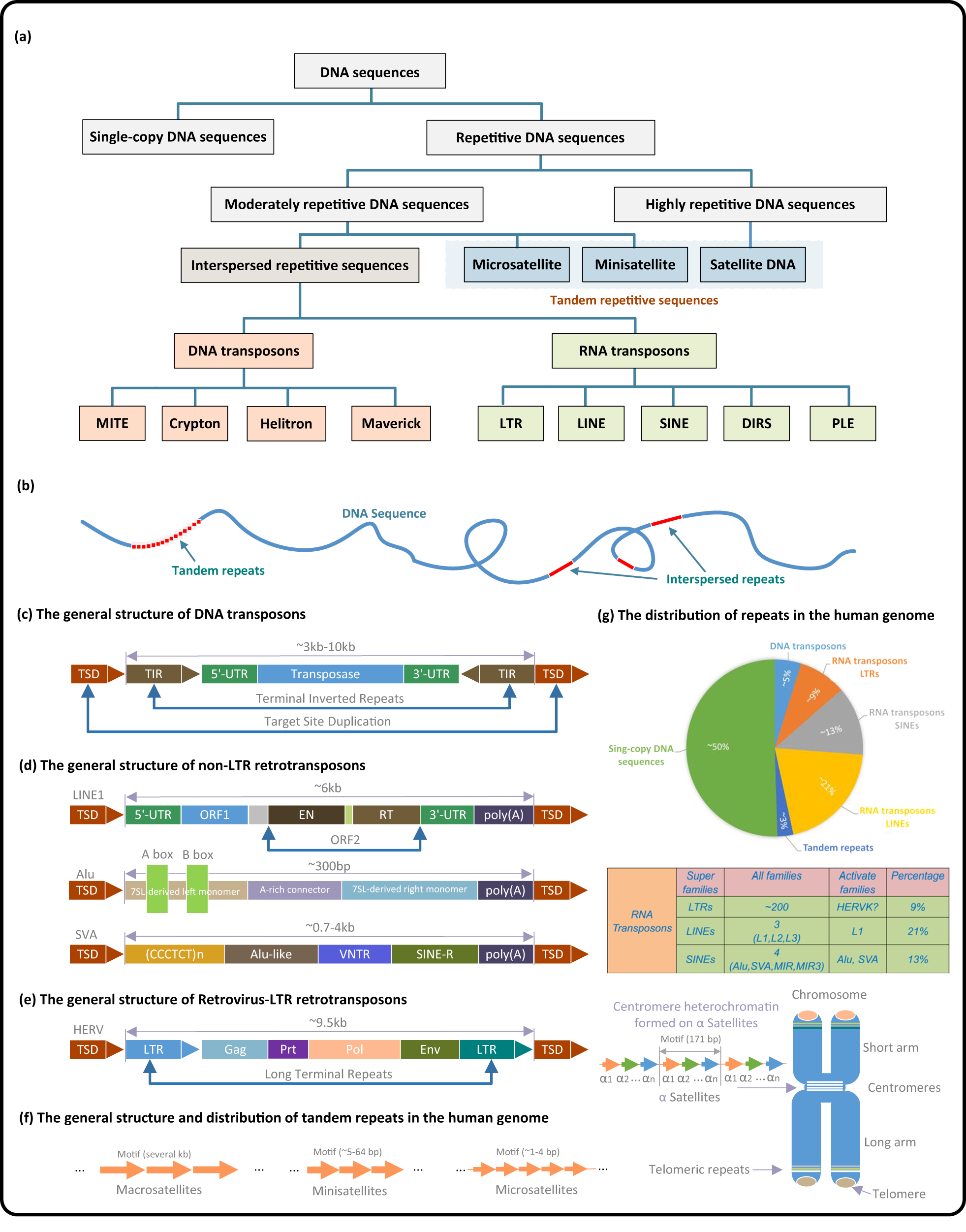 Repetitive DNA sequence detection and its role in the human genome