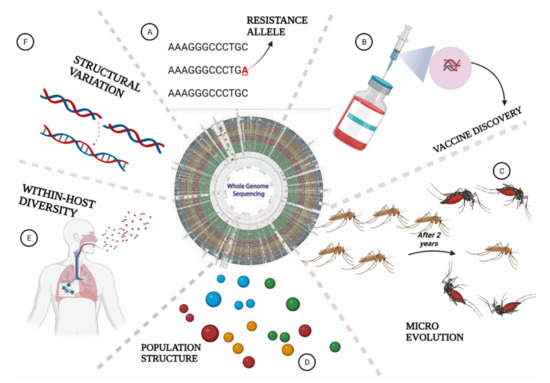 Whole Genome Sequencing Contributions and Challenges in Disease Reduction Focused on Malaria