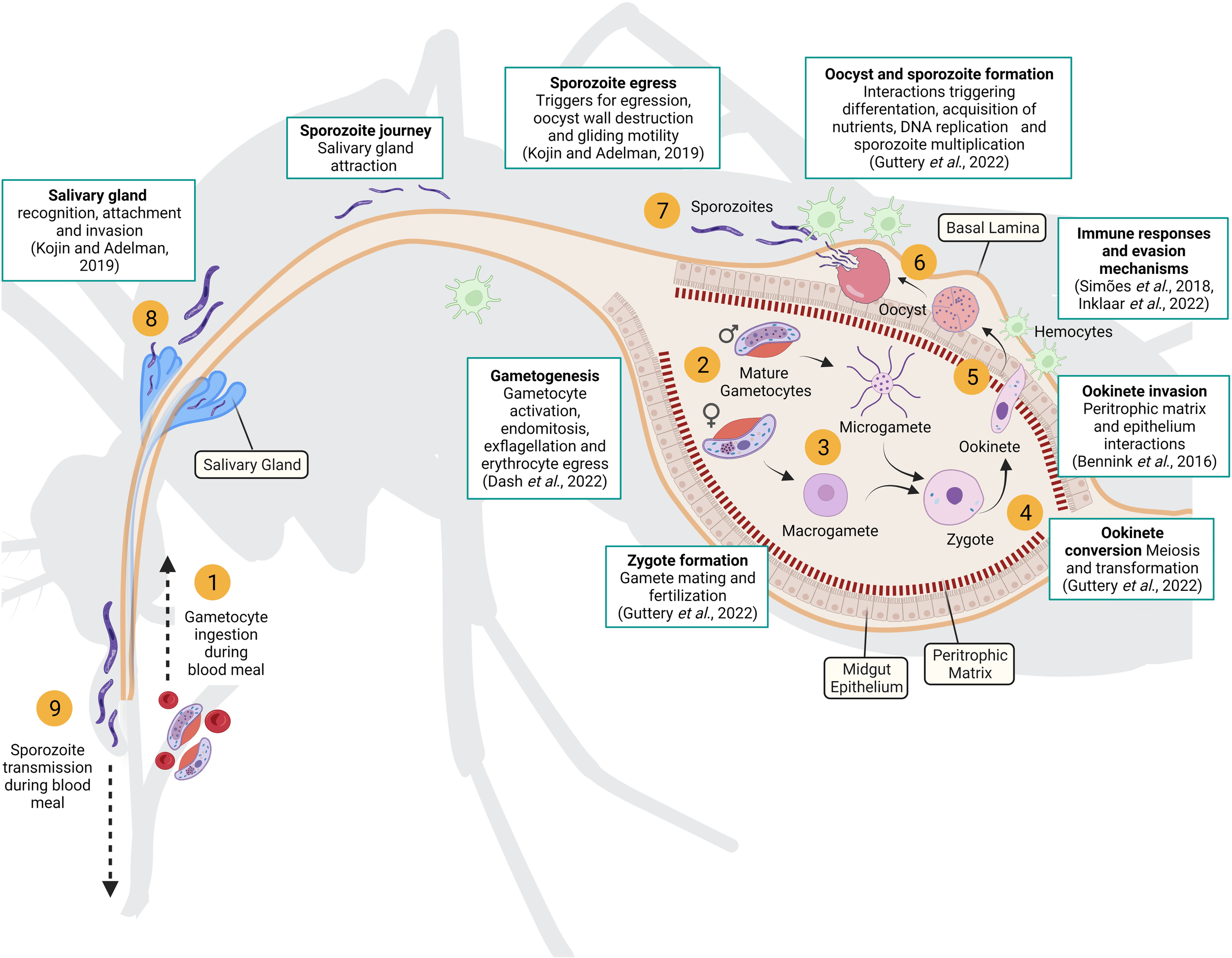 Parasite life cycle in the mosquito vector. Gametocytes ingested during a blood meal (1) are activated in the mosquito midgut and differentiated into female and male gametes (2). Fertilization occurs when two gametes fuse (3) resulting in a diploid zygote that initiates meiosis until it differentiates into an ookinete (4). Mature ookinetes can penetrate the peritrophic matrix and midgut epithelium to reach the basal lamina (5), where they develop into oocysts (6). Inside the oocyst, hundreds of sporozoites are produced and then released into the mosquito hemocoel (7). Sporozoites migrate to the salivary glands (8) and are injected by the mosquito into a new host (9). The white boxes highlight key processes underpinning parasite development in the mosquito that require further investigation (recent reviews of each key processes are included).